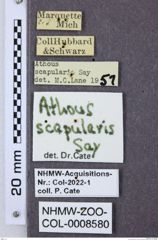Etiketten zu Athous scapularis (NHMW-ZOO-COL-0008580)